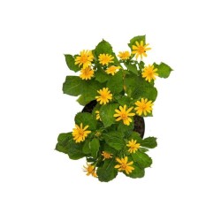 Hierba Botón de Oro (Aume