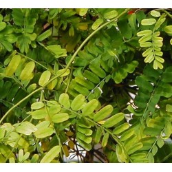 HIERBA Iwereyeye (Wereyeye)