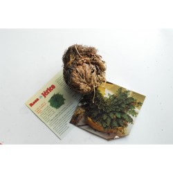 Rosa de Jerico - Limpieza, Proteccion, Abundancia (Con Instrucciones y Oracion) ·