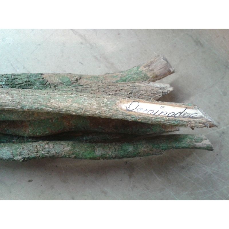 PALO Dominador (Prod. Rit