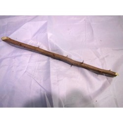 PALO Espuela de Caballero