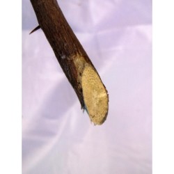 PALO Espuela de Caballero