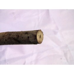 PALO Hala Hala (Prod. Rit