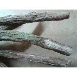 PALO Vencedor (Prod. Ritu