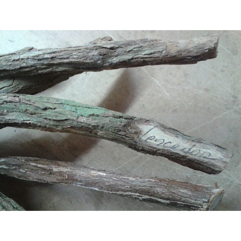 PALO Vencedor (Prod. Ritu