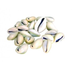 SANTERIA CAURIES (Buzios)