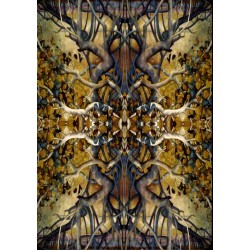 Oraculo Retrato de una Mu