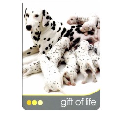 Tarot Dog Wisdom (Set) (45 Cartas) (En) (Usg)