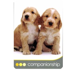 Tarot Dog Wisdom (Set) (45 Cartas) (En) (Usg)