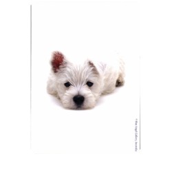 Tarot Dog Wisdom (Set) (45 Cartas) (En) (Usg)