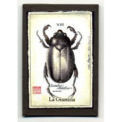 TAROT Insetti 6 x 11.5 x